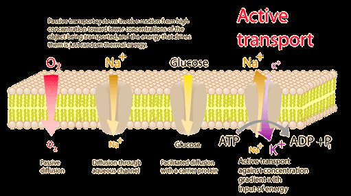 Pasif transport sisteminde yüksek konsantrasyondan düşük konsantrasyona geçiş söz konusudur Aktif Transport Glukoz Glukoz