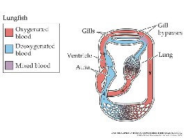AKCİĞERLi BALIKLAR = DIPNEUSTI a.b., air bladder (lung); p.a., pulmonary artery; p.c., post caval vein (right); p.v., pulmonary vein... a, aorta; au., auricle; c, carotid; c.v., cardinal veins (right and left); d.