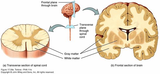 Vücuttan beyine gelen sinirler omurilikte çapraz yaparak gelir.