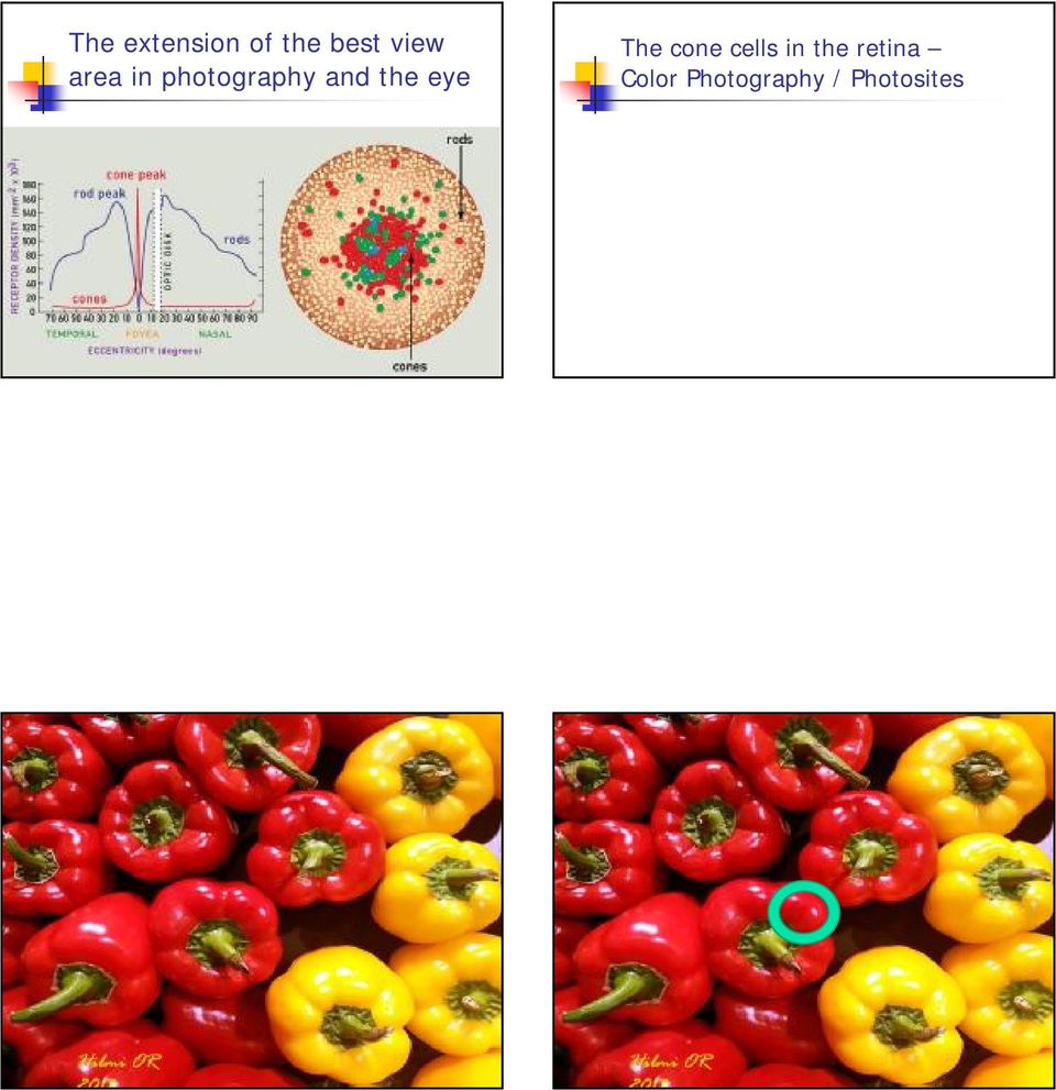 Photosites The cone cells in the retina Color Photography /