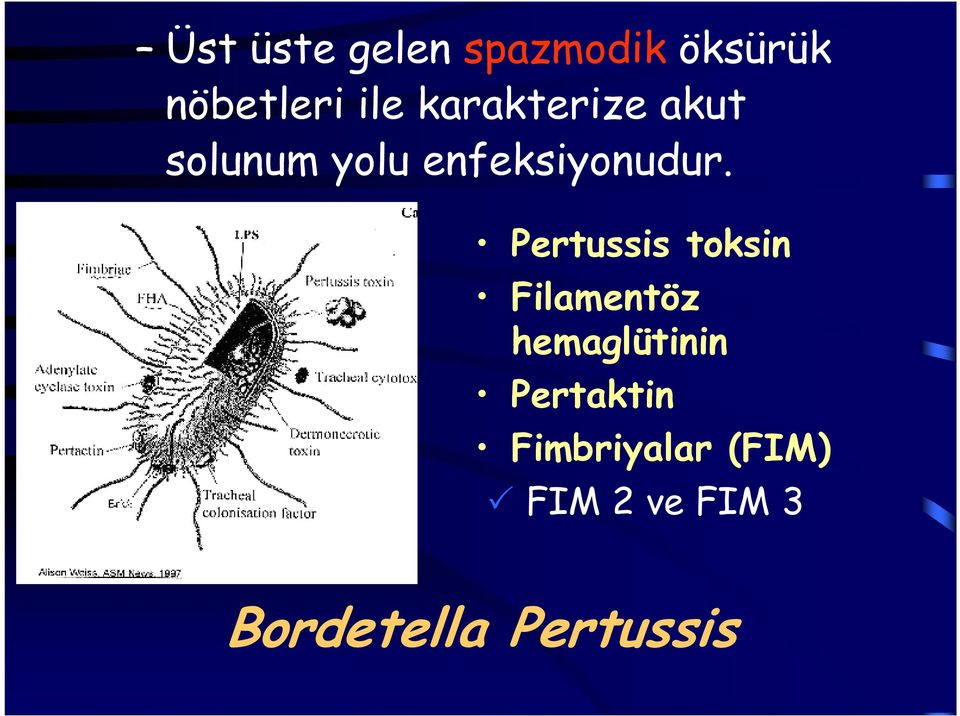 Pertussis toksin Filamentöz hemaglütinin