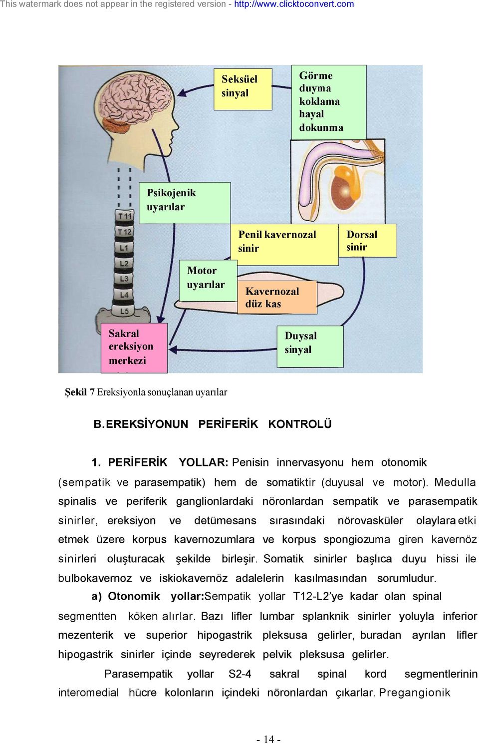 sonuçlanan uyarılar B.EREKSİYONUN PERİFERİK KONTROLÜ 1. PERİFERİK YOLLAR: Penisin innervasyonu hem otonomik (sempatik parasempatik) hem de somatiktir (duyusal motor).