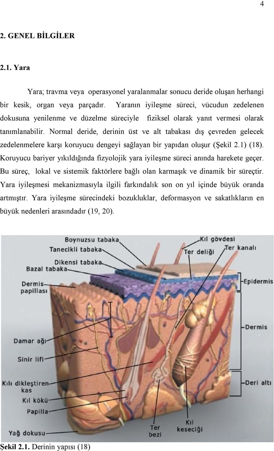 Normal deride, derinin üst ve alt tabakası dış çevreden gelecek zedelenmelere karşı koruyucu dengeyi sağlayan bir yapıdan oluşur (Şekil 2.1) (18).