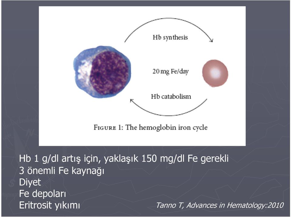 kaynağı Diyet Fe depoları Eritrosit