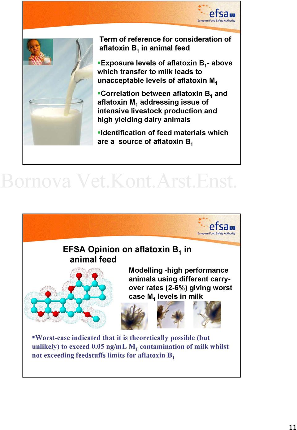 a source of aflatoxin B 1 EFSA Opinion on aflatoxin B in 1 animal feed Modelling -high performance animals using different carryover rates (2-6%) giving worst case M 1 levels in