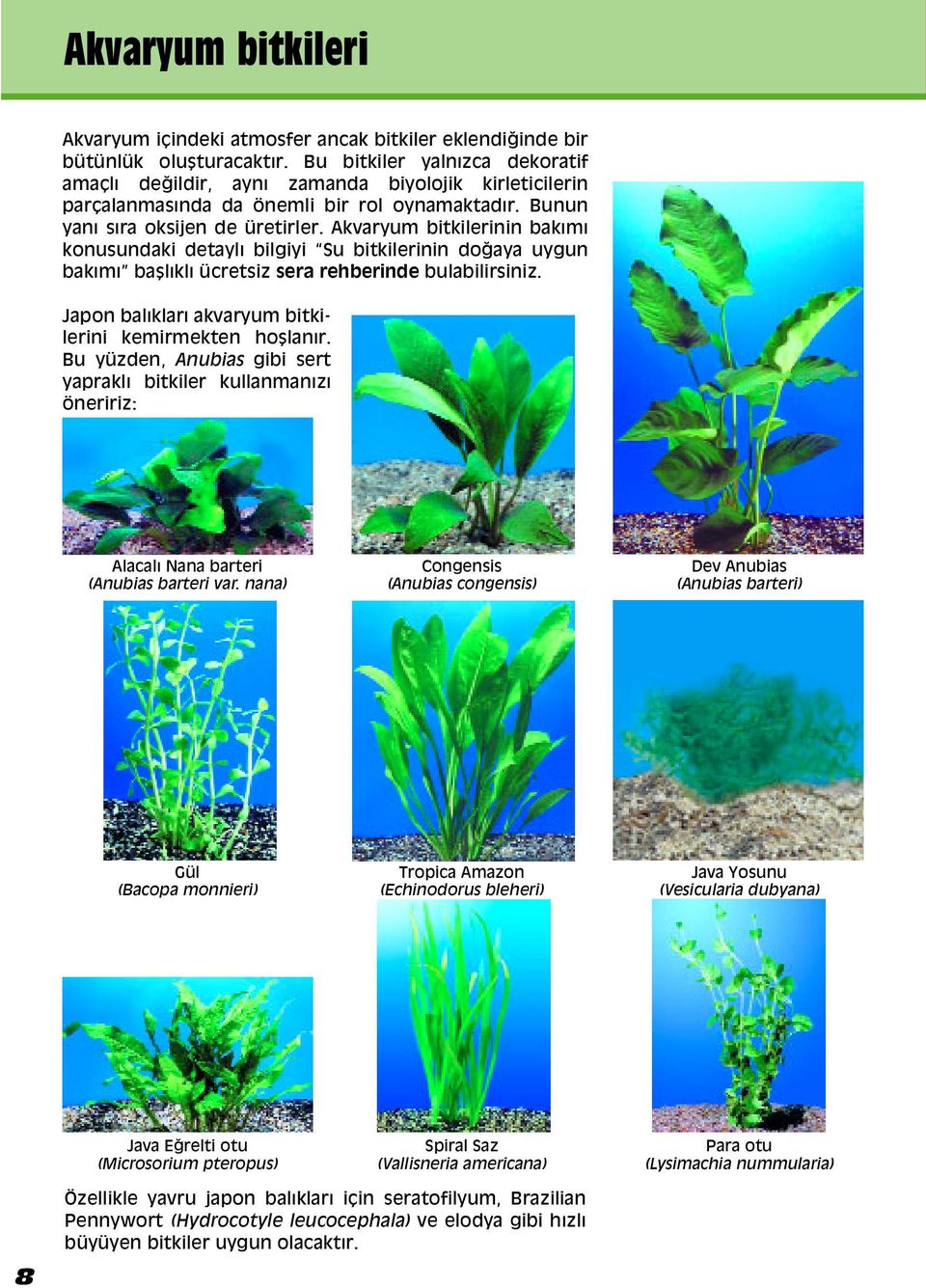 Akvaryum bitkilerinin bak m konusundaki detayl bilgiyi Su bitkilerinin doappleaya uygun bakımıω ba l kl ücretsiz sera rehberinde bulabilirsiniz.