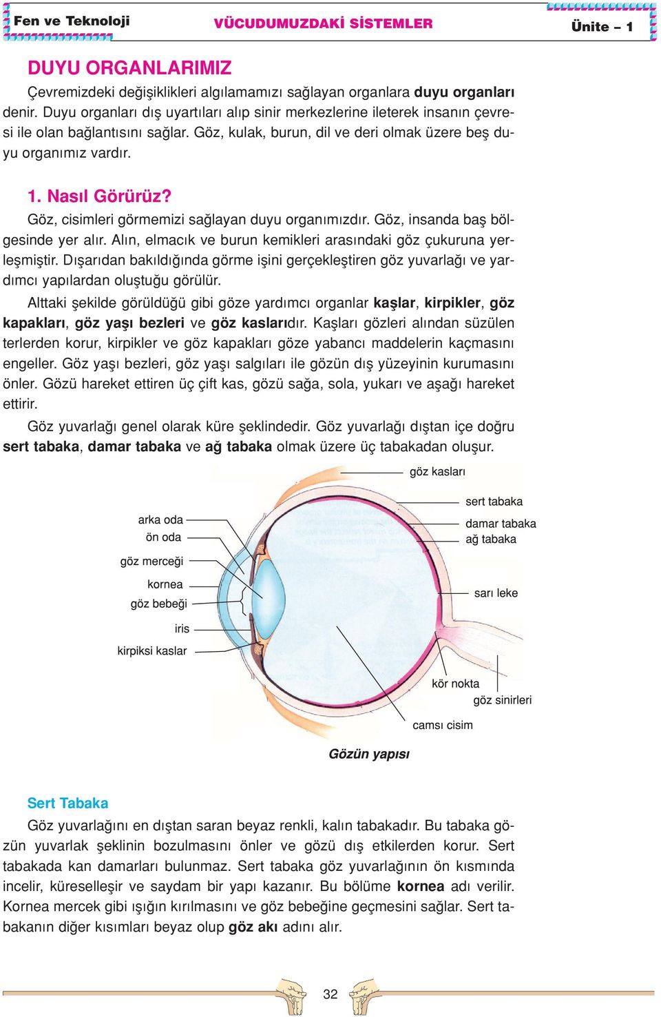 Göz, cisimleri görmemizi sa layan duyu organ m zd r. Göz, insanda bafl bölgesinde yer al r. Al n, elmac k ve burun kemikleri aras ndaki göz çukuruna yerleflmifltir.