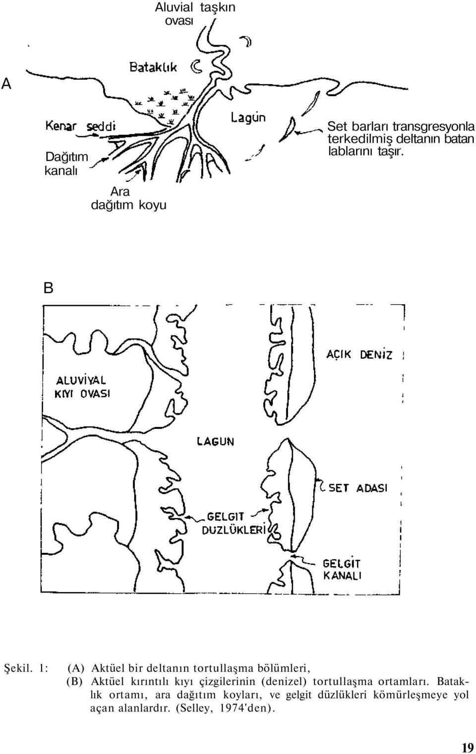 1: (A) Aktüel bir deltanın tortullaşma bölümleri, (B) Aktüel kırıntılı kıyı çizgilerinin