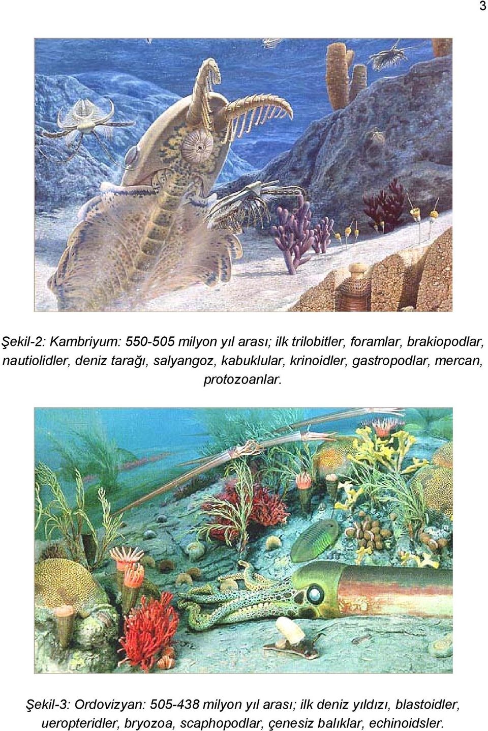 gastropodlar, mercan, protozoanlar.