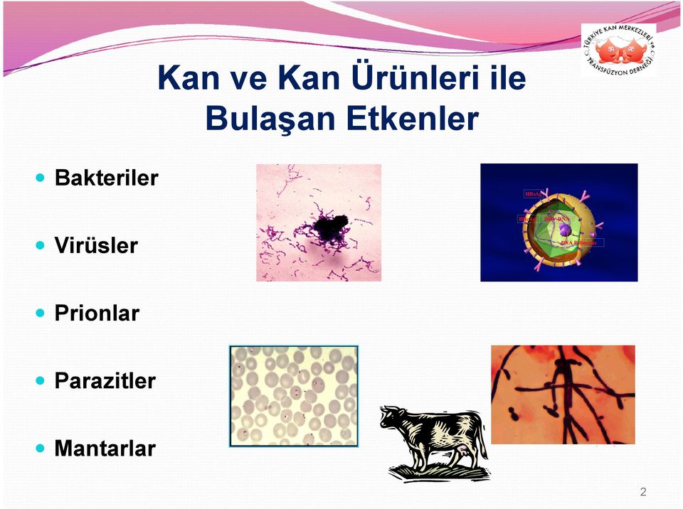 Virüsler HBV-DNA DNA Polimeraz