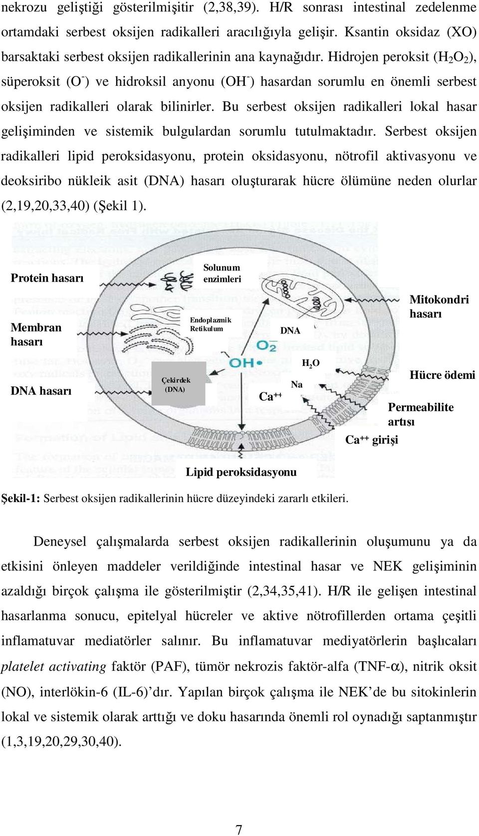 Hidrojen peroksit (H 2 O 2 ), süperoksit (O - ) ve hidroksil anyonu (OH - ) hasardan sorumlu en önemli serbest oksijen radikalleri olarak bilinirler.