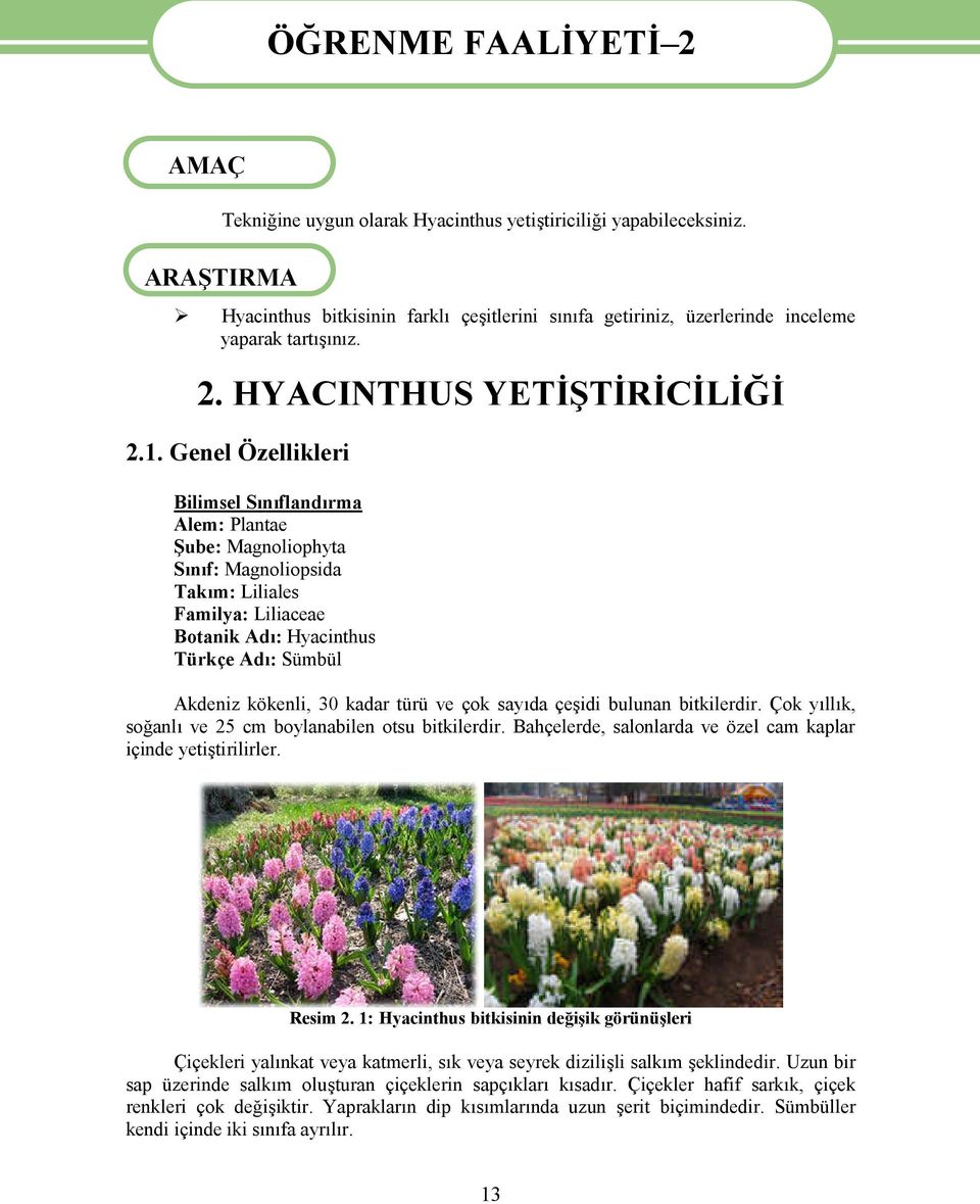 Genel Özellikleri Bilimsel Sınıflandırma Alem: Plantae Şube: Magnoliophyta Sınıf: Magnoliopsida Takım: Liliales Familya: Liliaceae Botanik Adı: Hyacinthus Türkçe Adı: Sümbül Akdeniz kökenli, 30 kadar