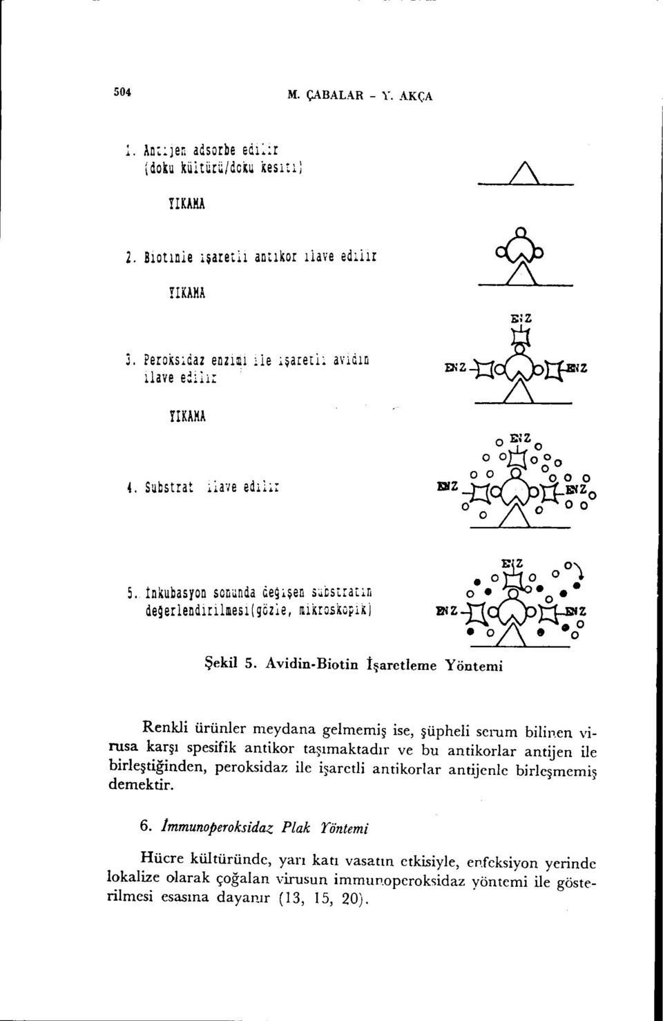 Biotin İşaretlerne Yöntemi i;1 0'\ o o o ~ FSZ-hd5~Z oz's 0 0 Renkli ürünler meydana gelmemiş ise, şüpheli serum bilinen vinısa karşı spesifik antikor taşımaktadır ve bu antikorlar antijen ile