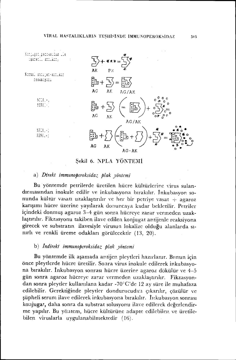 sonunda kültür vasatı uzaklaştırılır vc her bir pctriye vasat -]- agaroz karışımı hücre üzerine yayılarak doi1uı~.caya. kadar bekletilir. Petrilcr içindeki donmuş agaroz 3.