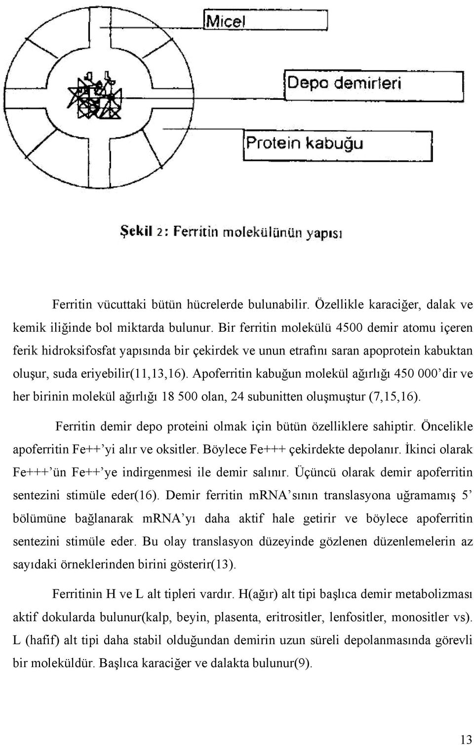 Apoferritin kabuğun molekül ağırlığı 450 000 dir ve her birinin molekül ağırlığı 18 500 olan, 24 subunitten oluşmuştur (7,15,16). Ferritin demir depo proteini olmak için bütün özelliklere sahiptir.