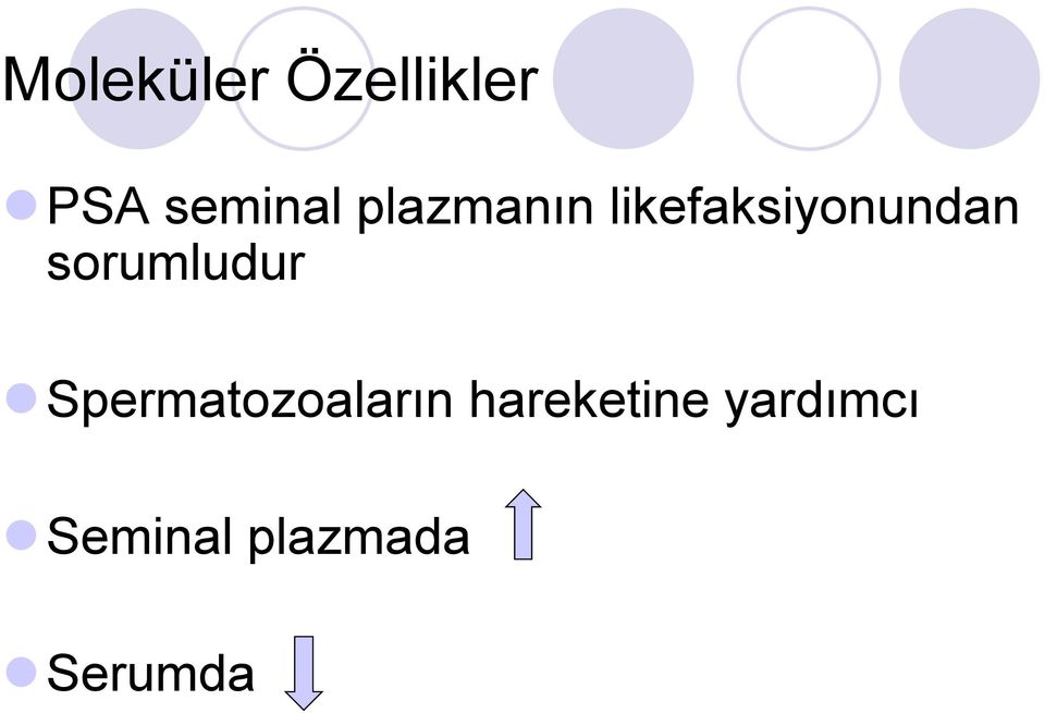 sorumludur Spermatozoaların