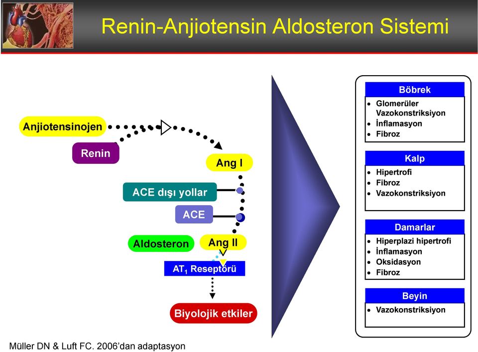 ACE Aldosteron Ang II AT 1 Reseptörü Biyolojik etkiler Damarlar Hiperplazi hipertrofi