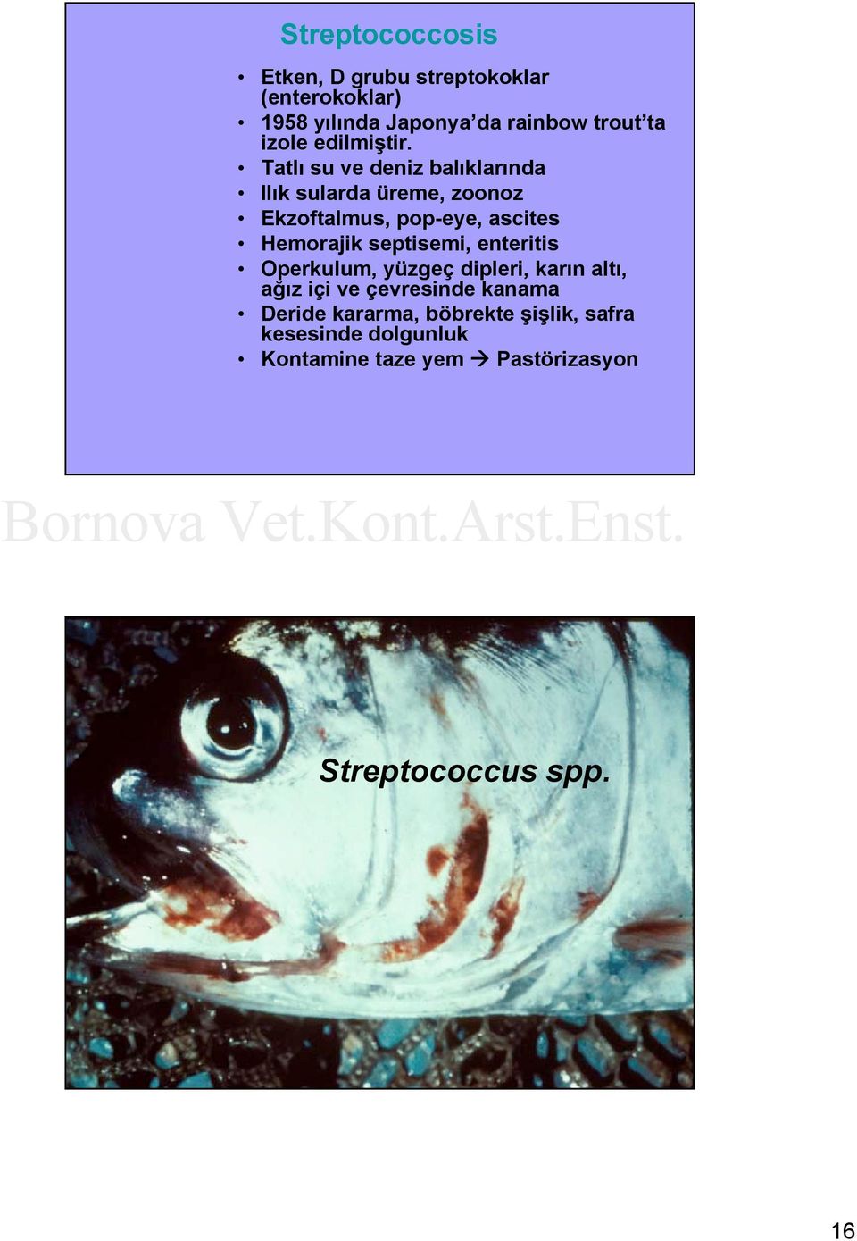 Tatlı su ve deniz balıklarında Ilık sularda üreme, zoonoz Ekzoftalmus, pop-eye, ascites Hemorajik