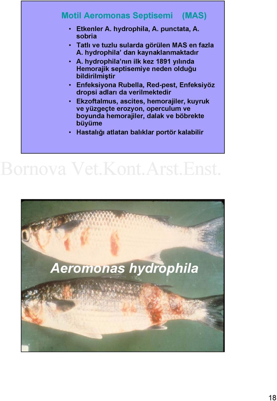 hydrophila nın ilk kez 1891 yılında Hemorajik septisemiye neden olduğu bildirilmiştir Enfeksiyona Rubella, Red-pest, Enfeksiyöz