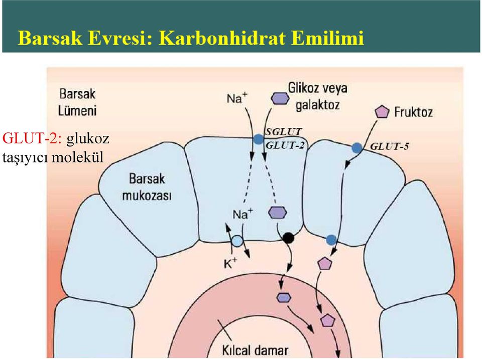 taşıyıcı