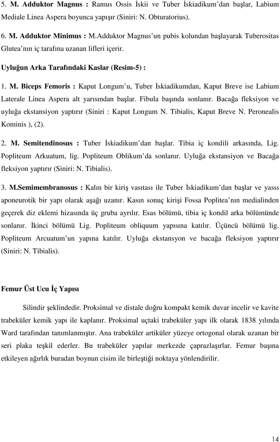 Fibula başında sonlanır. Bacağa fleksiyon ve uyluğa ekstansiyon yaptırır (Siniri : Kaput Longum N. Tibialis, Kaput Breve N. Peronealis Kominis ), (2). 2. M.