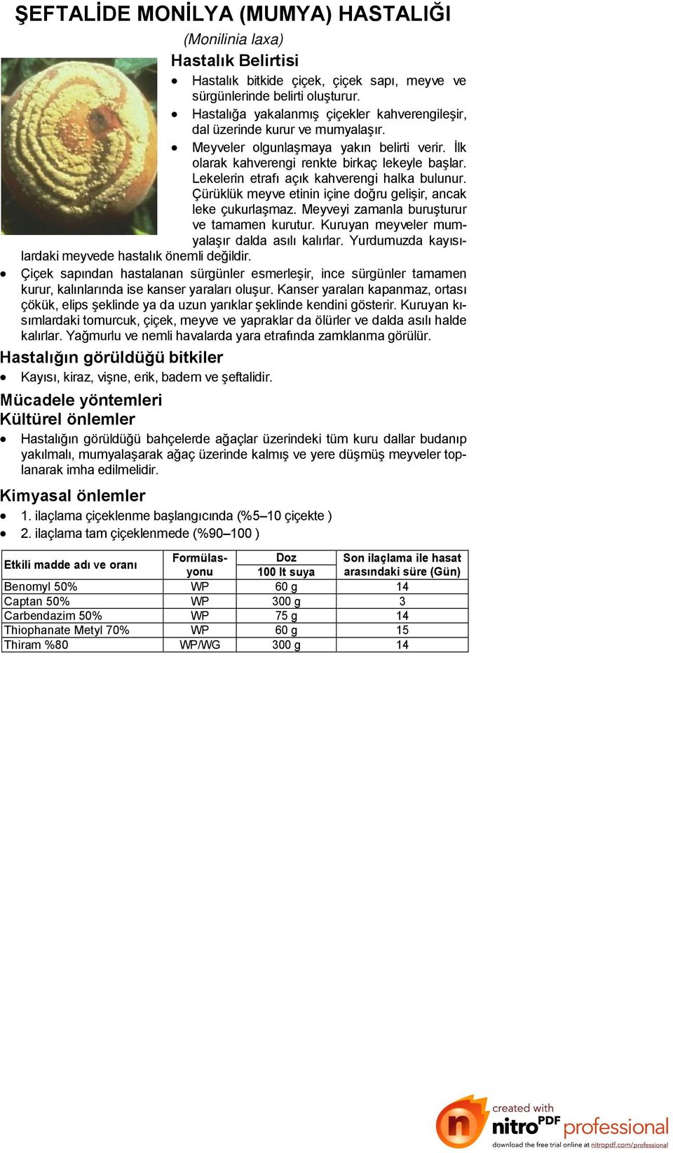 Lekelerin etrafı açık kahverengi halka bulunur. Çürüklük meyve etinin içine doğru gelişir, ancak leke çukurlaşmaz. Meyveyi zamanla buruşturur ve tamamen kurutur.