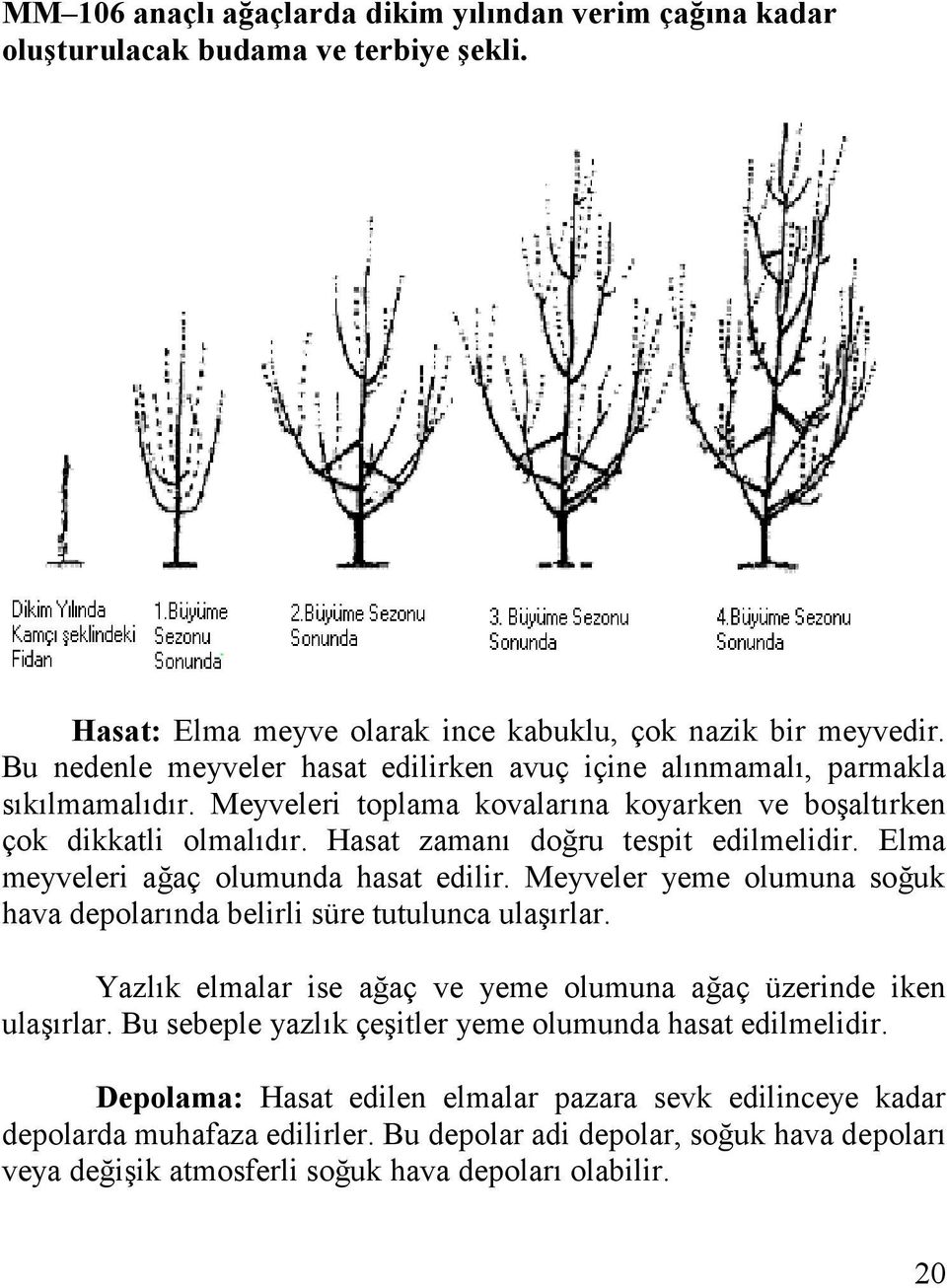 Elma meyveleri ağaç olumunda hasat edilir. Meyveler yeme olumuna soğuk hava depolarında belirli süre tutulunca ulaşırlar. Yazlık elmalar ise ağaç ve yeme olumuna ağaç üzerinde iken ulaşırlar.