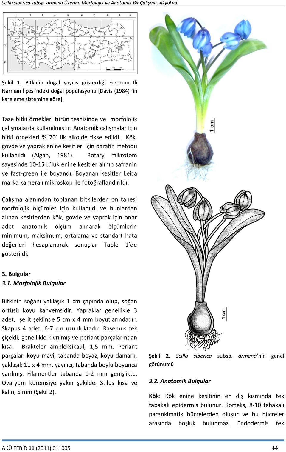 Kök, gövde ve yaprak enine kesitleri için parafin metodu kullanıldı (Algan, 1981). Rotary mikrotom sayesinde 10-15 μ luk enine kesitler alınıp safranin ve fast-green ile boyandı.