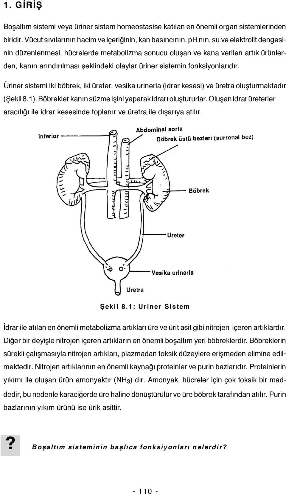 şeklindeki olaylar üriner sistemin fonksiyonlarıdır. Üriner sistemi iki böbrek, iki üreter, vesika urineria (idrar kesesi) ve üretra oluşturmaktadır (Şekil 8.1).