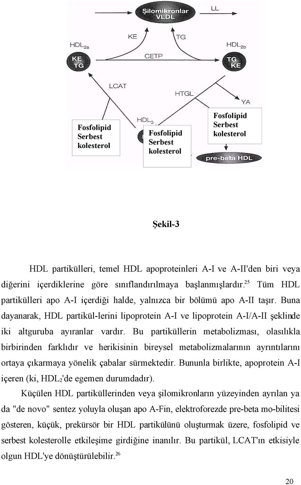 Buna dayanarak, HDL partikül-lerini lipoprotein A-I ve lipoprotein A-I/A-II şeklinde iki altguruba ayıranlar vardır.