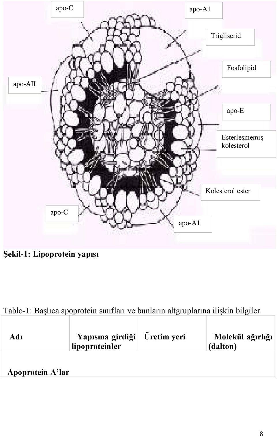 apoprotein sınıfları ve bunların altgruplarına ilişkin bilgiler Adı Yapısına