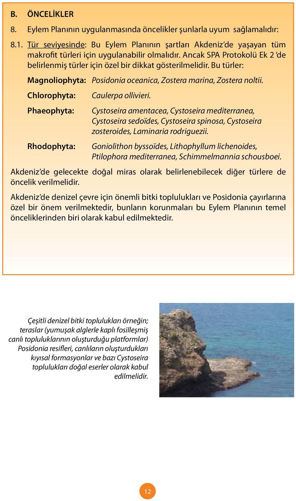 Bu türler: Magnoliophyta: Posidonia oceanica, Zostera marina, Zostera noltii. Chlorophyta: Caulerpa ollivieri.