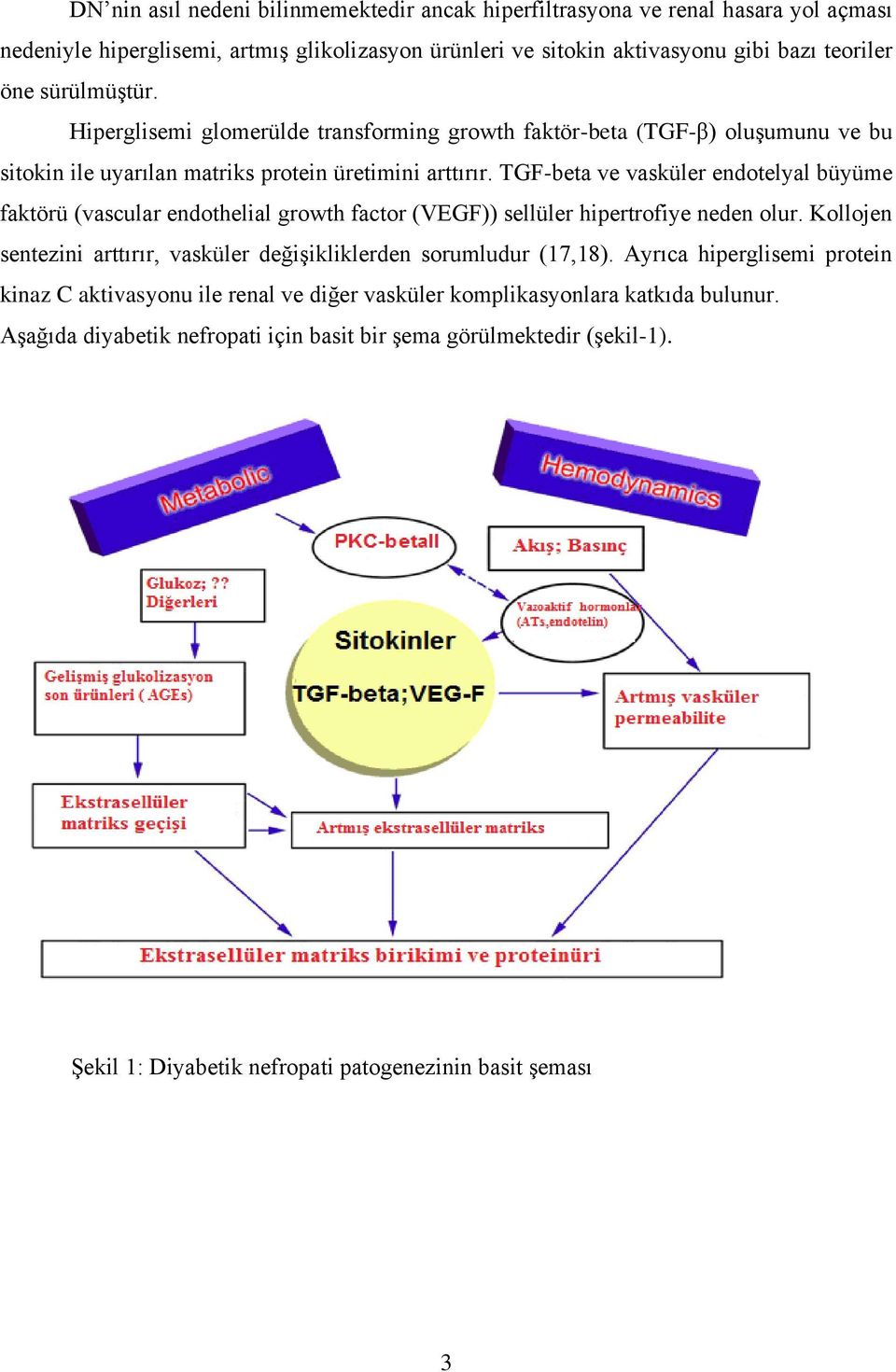 TGF-beta ve vasküler endotelyal büyüme faktörü (vascular endothelial growth factor (VEGF)) sellüler hipertrofiye neden olur.