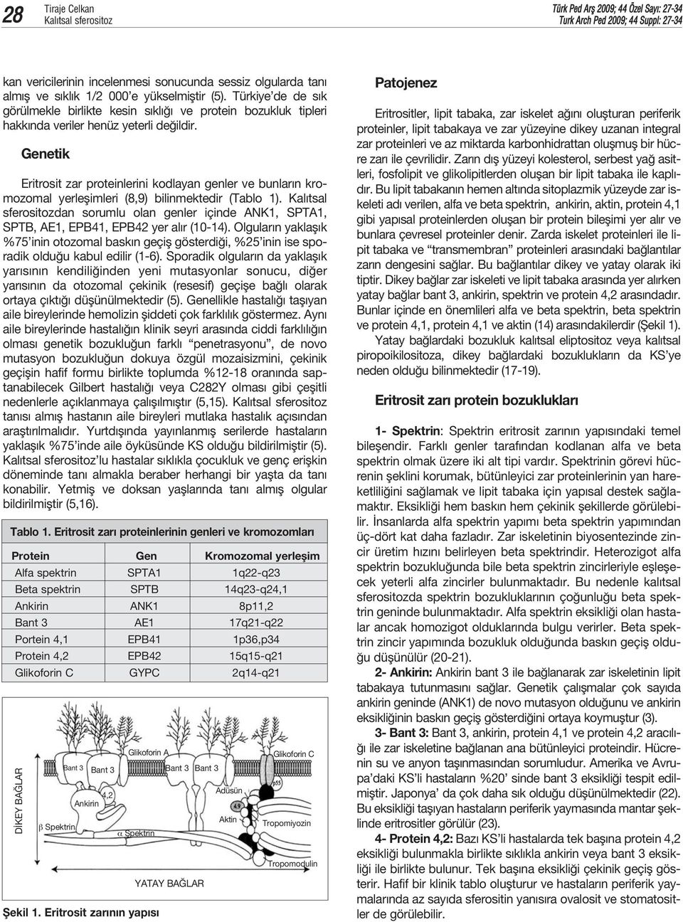 Genetik Eritrosit zar proteinlerini kodlayan genler ve bunlar n kromozomal yerleflimleri (8,9) bilinmektedir (Tablo 1).