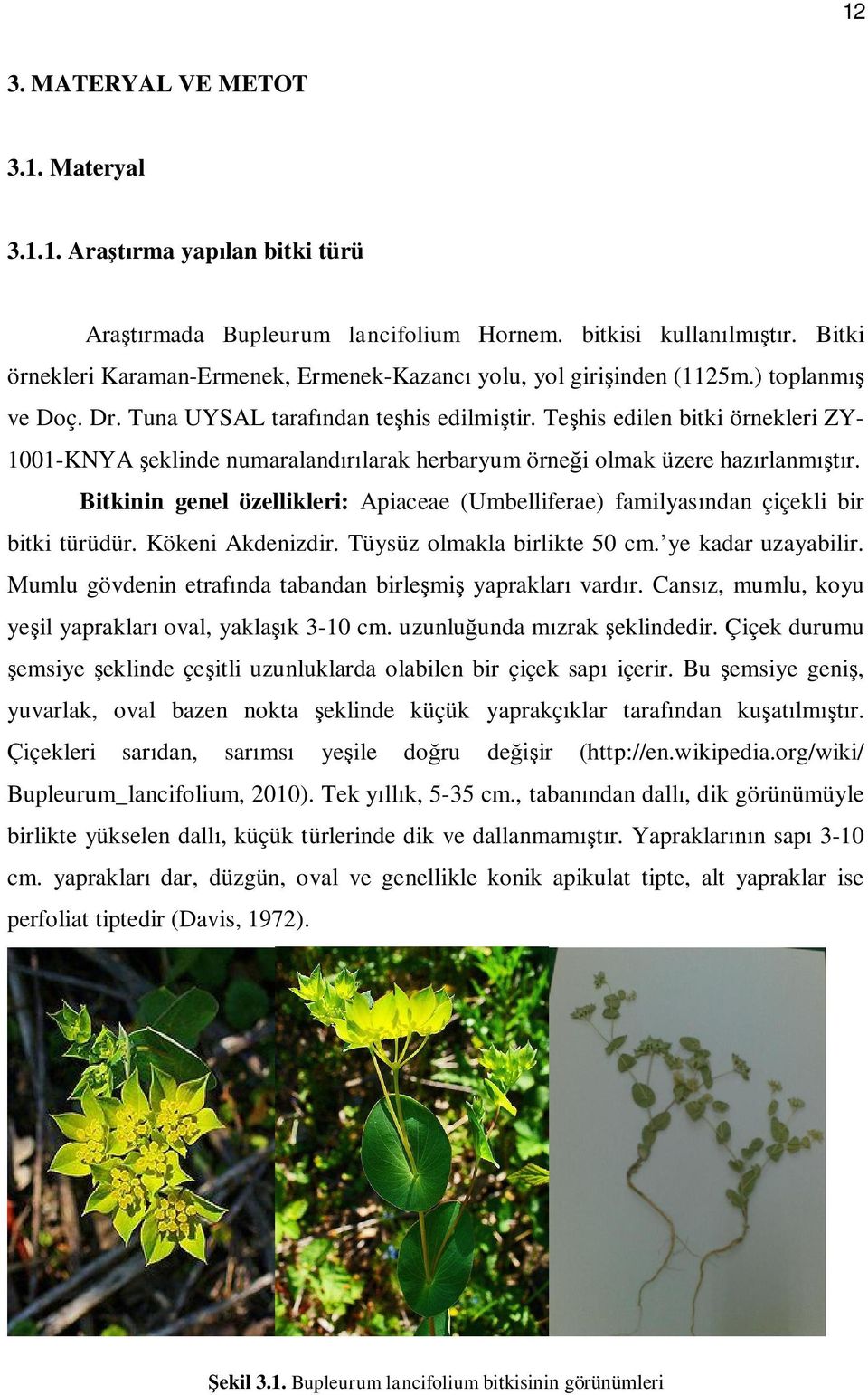 Te his edilen bitki örnekleri ZY- 1001-KNYA eklinde numaraland larak herbaryum örne i olmak üzere haz rlanm r.