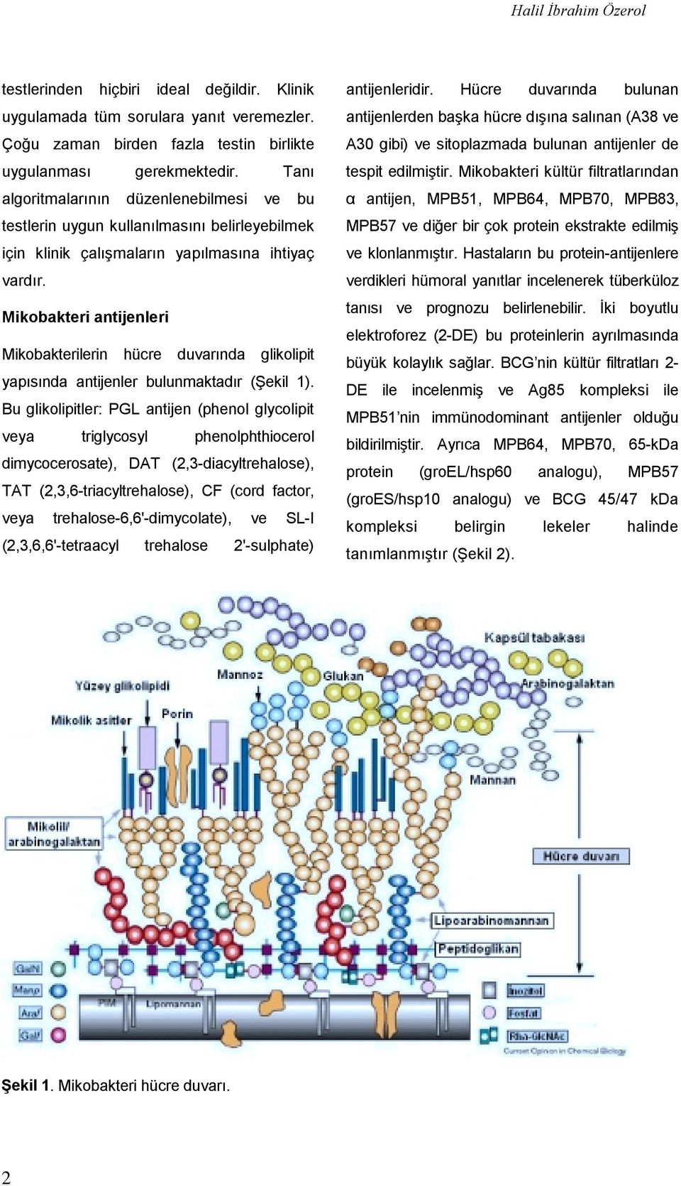 Mikobakteri antijenleri Mikobakterilerin hücre duvarında glikolipit yapısında antijenler bulunmaktadır (Şekil 1).