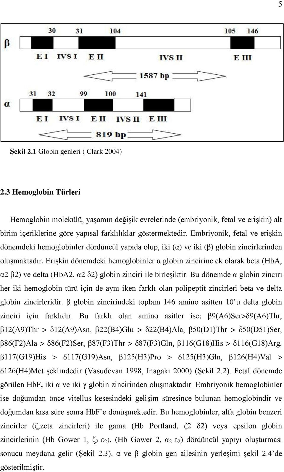 Embriyonik, fetal ve erişkin dönemdeki hemoglobinler dördüncül yapıda olup, iki (α) ve iki (β) globin zincirlerinden oluşmaktadır.