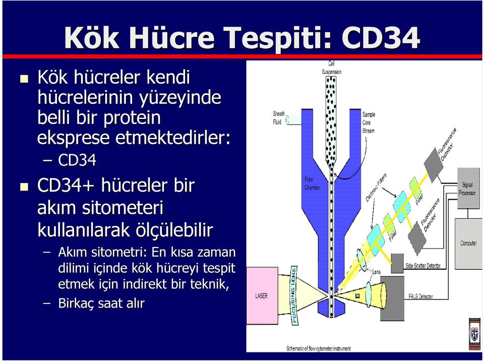 sitometeri kullanılarak larak ölçülebilir Akım m sitometri: En kısa k zaman