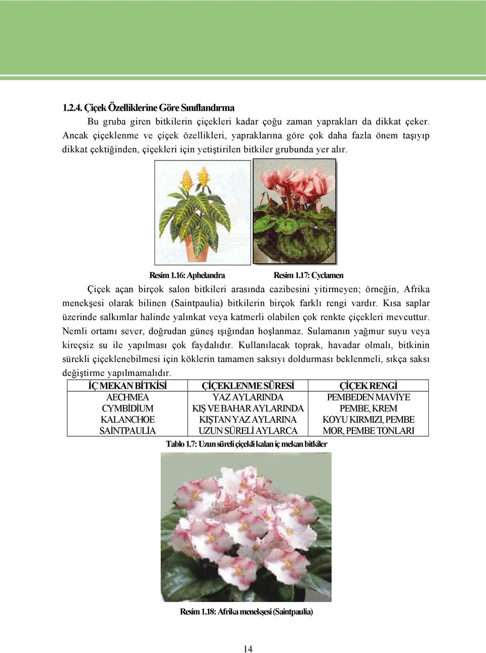 17: Cyclamen Çiçek açan birçok salon bitkileri arasında cazibesini yitirmeyen; örneğin, Afrika menekşesi olarak bilinen (Saintpaulia) bitkilerin birçok farklı rengi vardır.