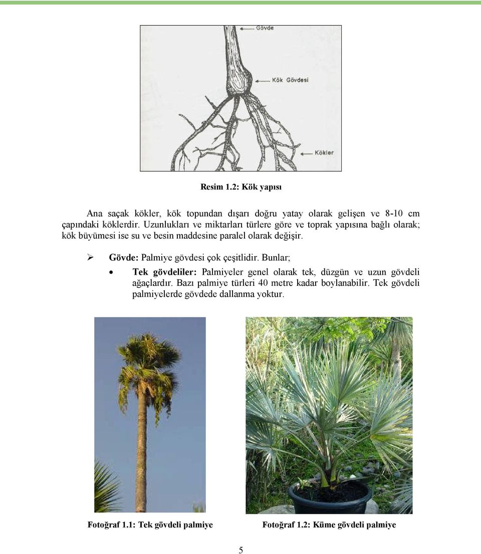 Gövde: Palmiye gövdesi çok çeşitlidir. Bunlar; Tek gövdeliler: Palmiyeler genel olarak tek, düzgün ve uzun gövdeli ağaçlardır.