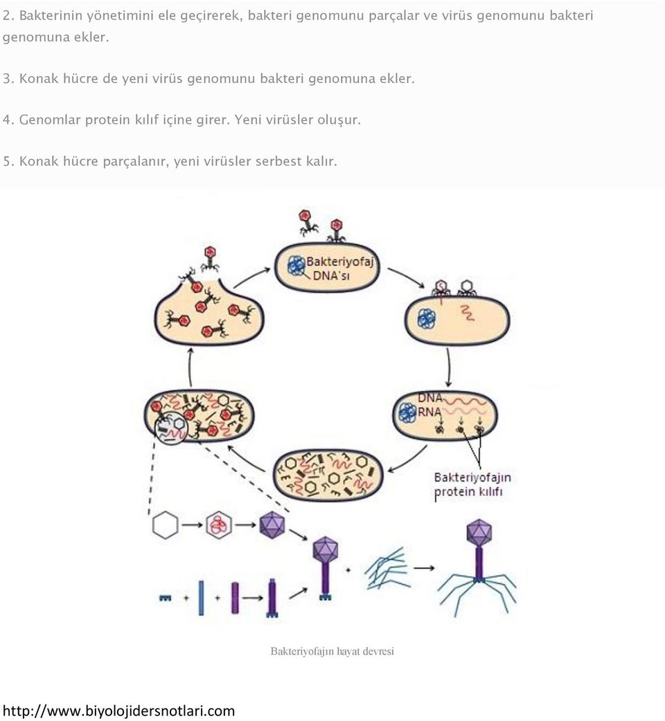 Genomlar protein kılıf içine girer. Yeni virüsler oluşur. 5.