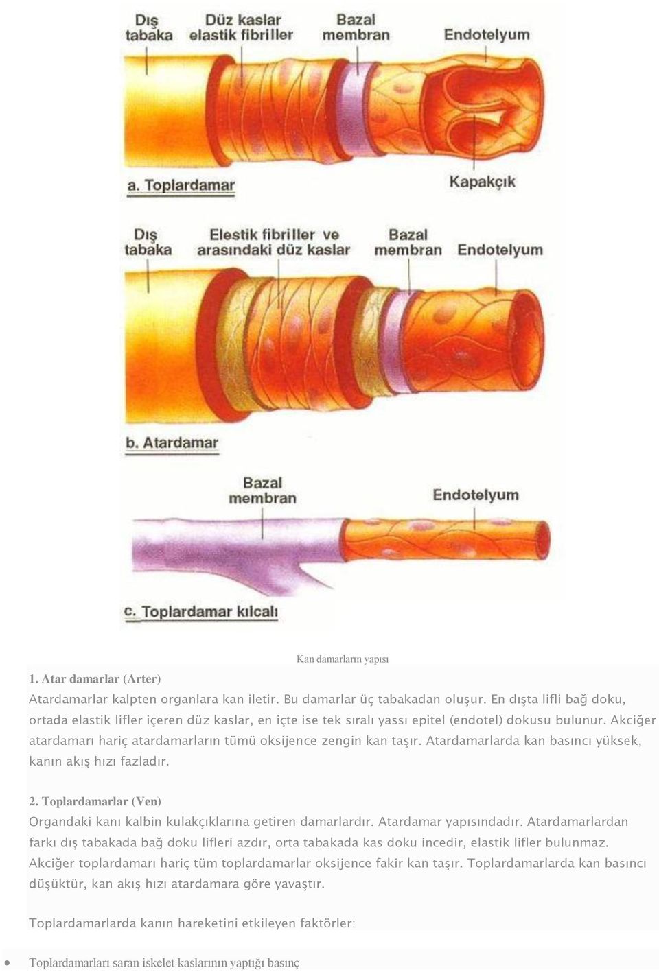 Atardamarlarda kan basıncı yüksek, kanın akış hızı fazladır. 2. Toplardamarlar (Ven) Organdaki kanı kalbin kulakçıklarına getiren damarlardır. Atardamar yapısındadır.