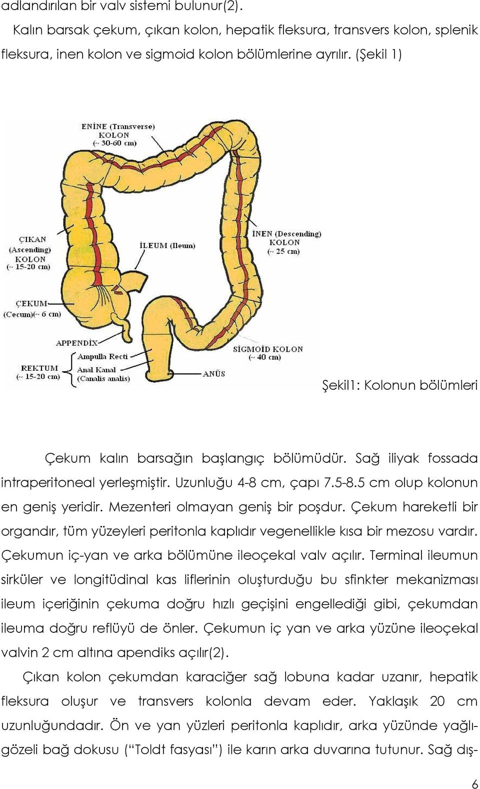 Mezenteri olmayan geniş bir poşdur. Çekum hareketli bir organdır, tüm yüzeyleri peritonla kaplıdır vegenellikle kısa bir mezosu vardır. Çekumun iç-yan ve arka bölümüne ileoçekal valv açılır.