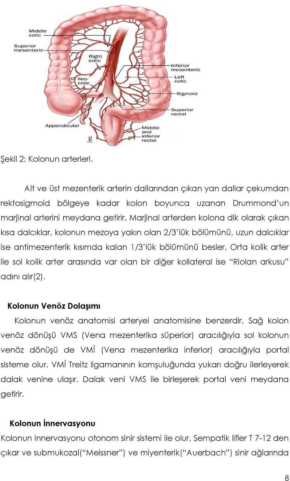 Orta kolik arter ile sol kolik arter arasında var olan bir diğer kollateral ise Riolan arkusu adını alır(2). Kolonun Venöz Dolaşımı Kolonun venöz anatomisi arteryel anatomisine benzerdir.