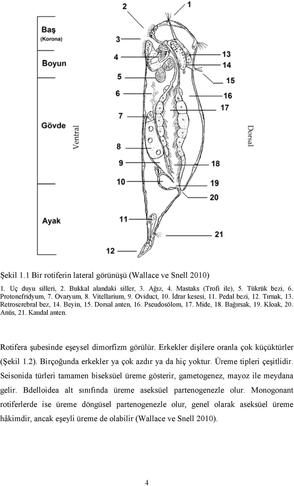 Kaudal anten. Rotifera şubesinde eşeysel dimorfizm görülür. Erkekler dişilere oranla çok küçüktürler (Şekil 1.2). Birçoğunda erkekler ya çok azdır ya da hiç yoktur. Üreme tipleri çeşitlidir.