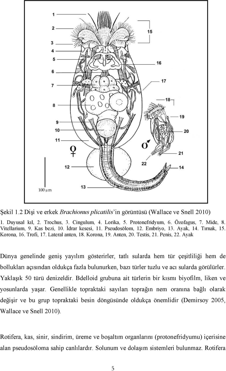 Ayak Dünya genelinde geniş yayılım gösterirler, tatlı sularda hem tür çeşitliliği hem de bollukları açısından oldukça fazla bulunurken, bazı türler tuzlu ve acı sularda görülürler.