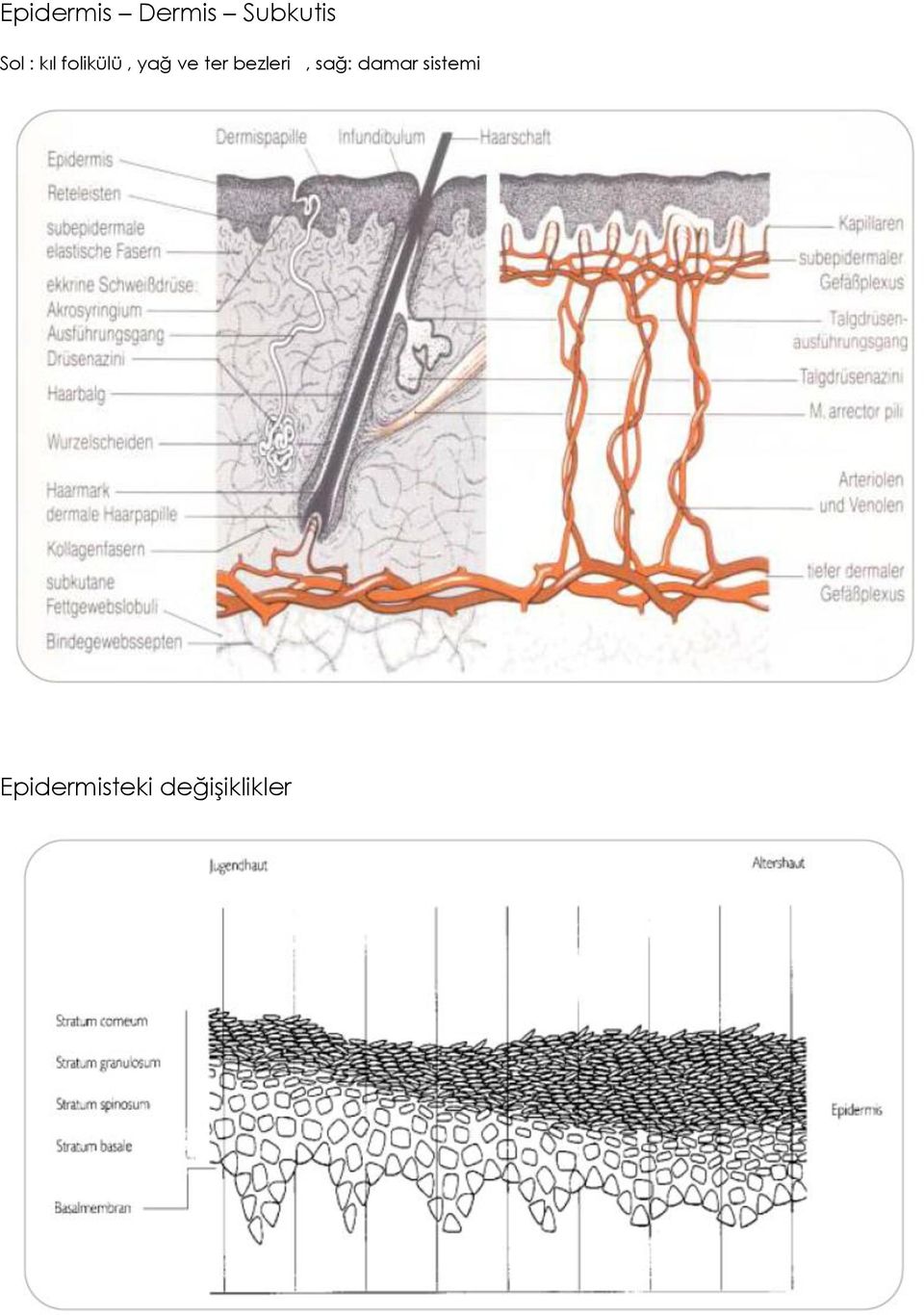 ter bezleri, sağ: damar