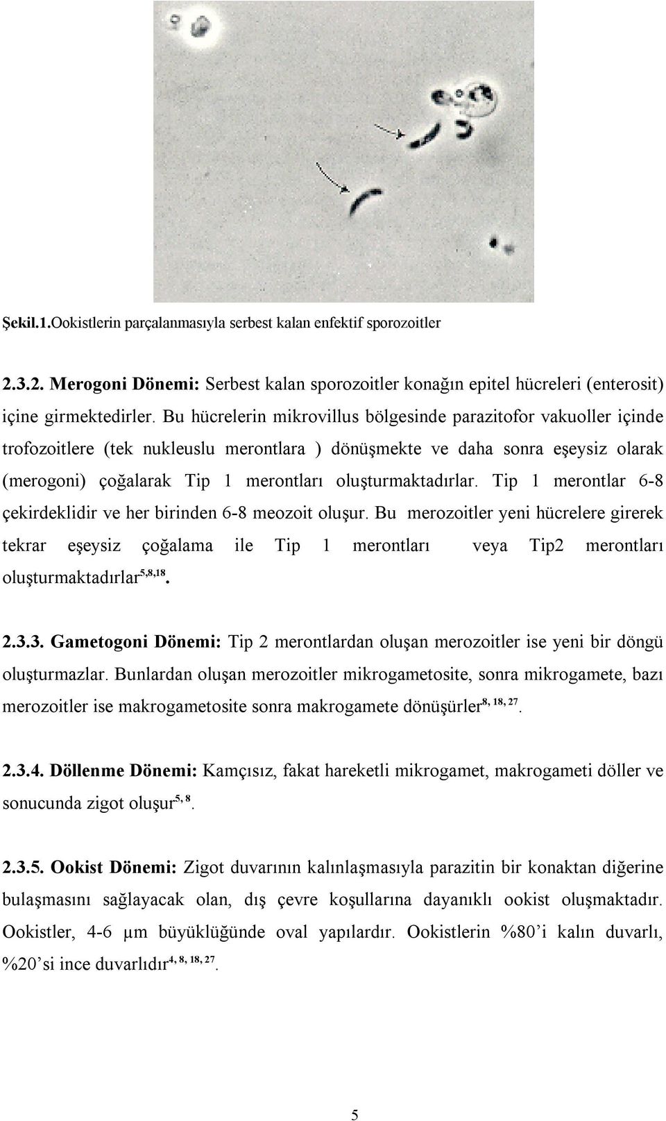 oluşturmaktadırlar. Tip 1 merontlar 6-8 çekirdeklidir ve her birinden 6-8 meozoit oluşur.