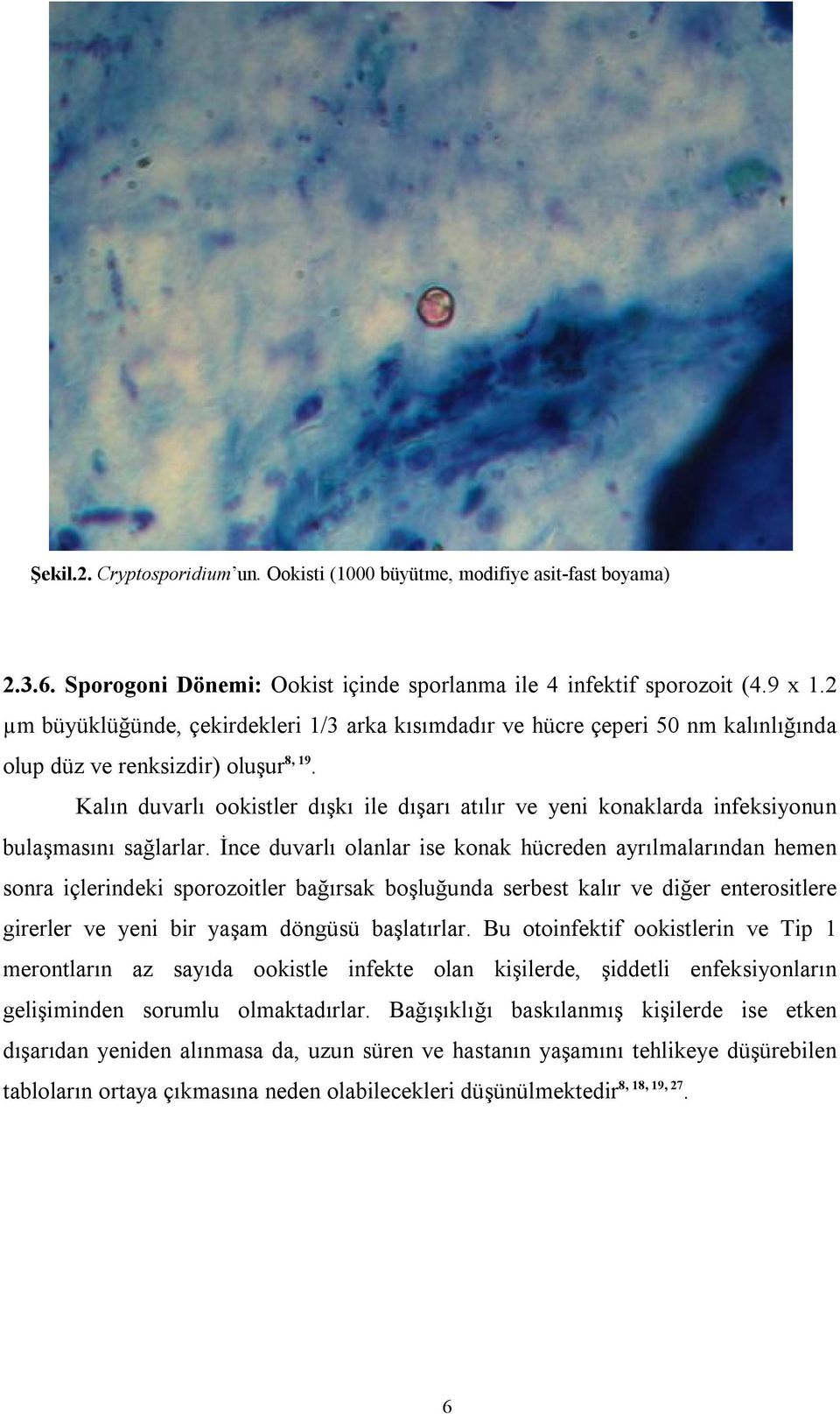 Kalın duvarlı ookistler dışkı ile dışarı atılır ve yeni konaklarda infeksiyonun bulaşmasını sağlarlar.