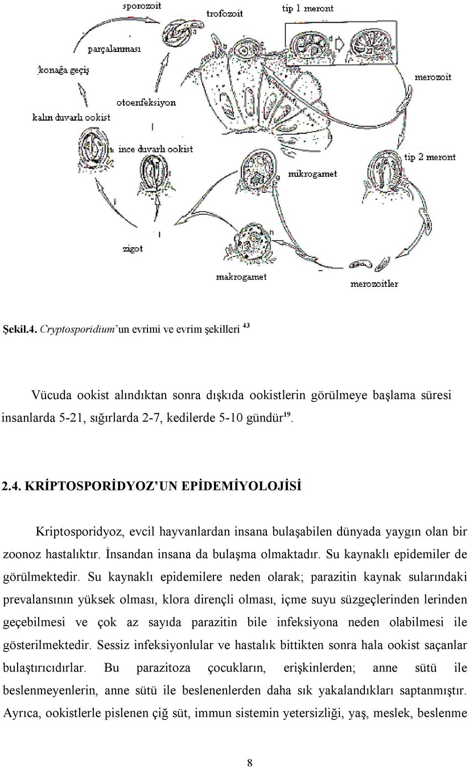 Su kaynaklı epidemilere neden olarak; parazitin kaynak sularındaki prevalansının yüksek olması, klora dirençli olması, içme suyu süzgeçlerinden lerinden geçebilmesi ve çok az sayıda parazitin bile